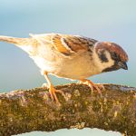 Hoe maak je je tuin veilig en aantrekkelijk voor vogels