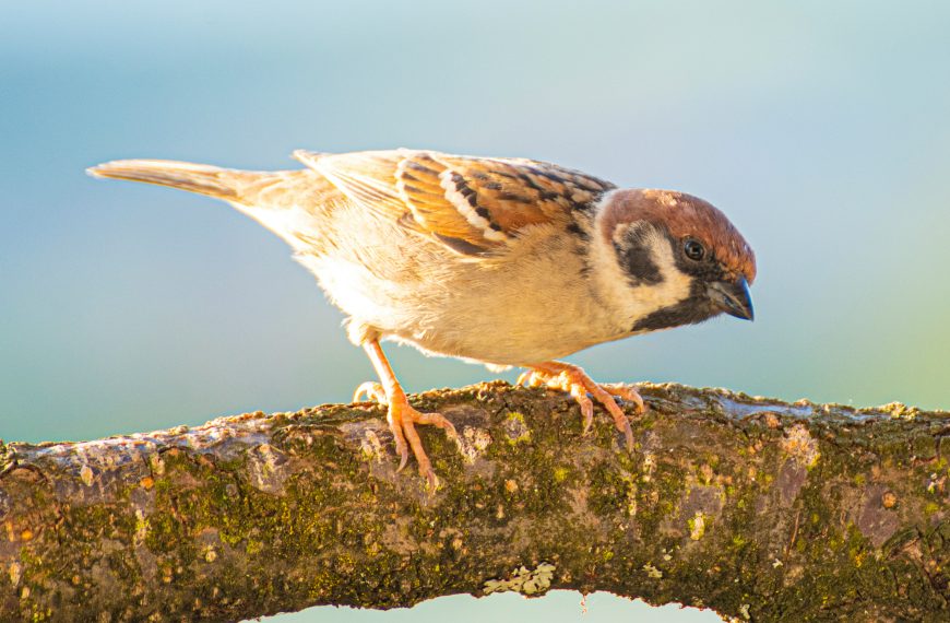 Hoe maak je je tuin veilig en…