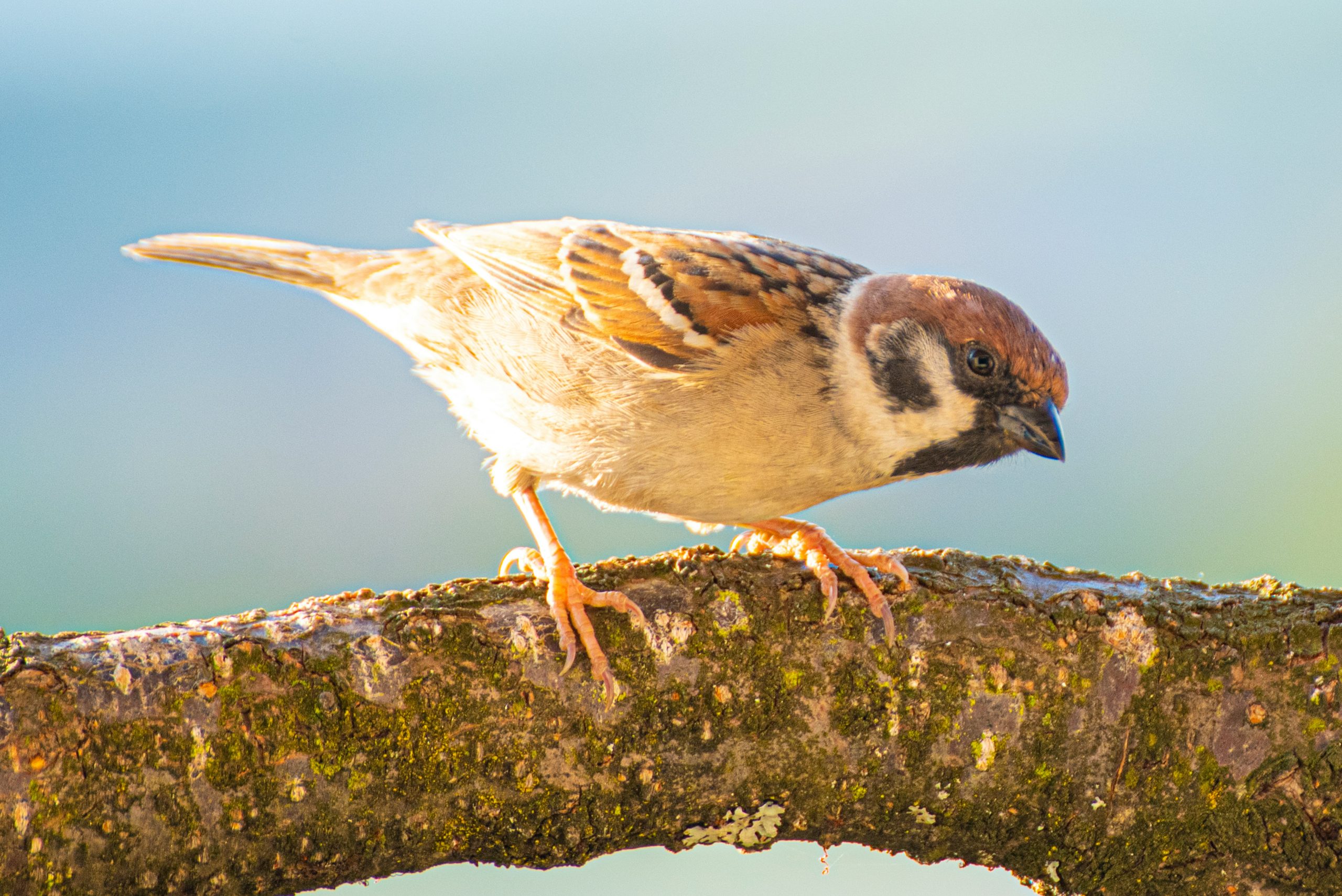 Hoe maak je je tuin veilig en aantrekkelijk voor vogels