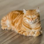 Hoe zorg je voor een gelukkige en gezonde kat