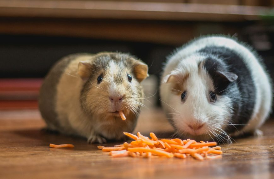 De beste huisdieren voor appartementen en kleine woningen